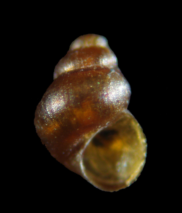 Il genere Setia e Crisilla nel Mediteraneo